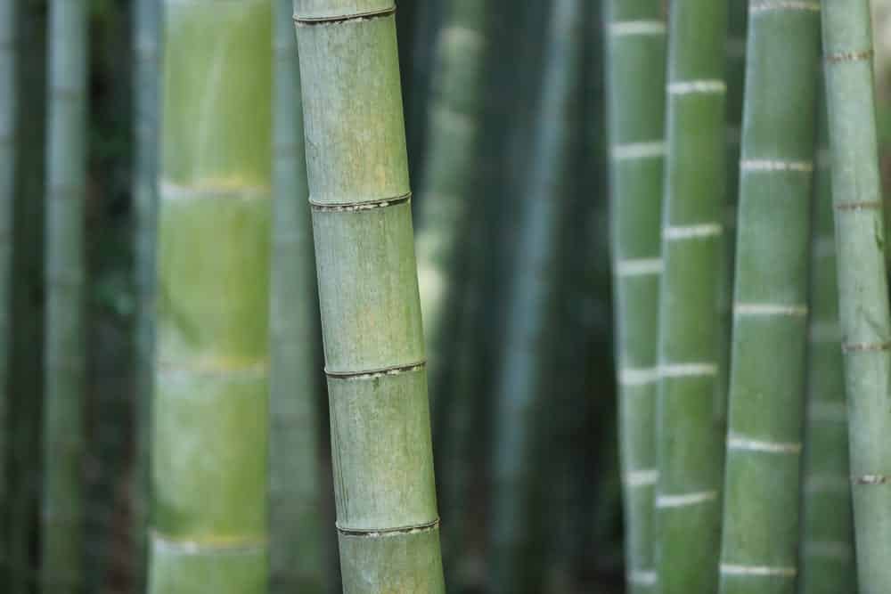 Bambus ist ein beliebtes Material bei asiatischen Möbel, Foto: kazuend / Unsplash