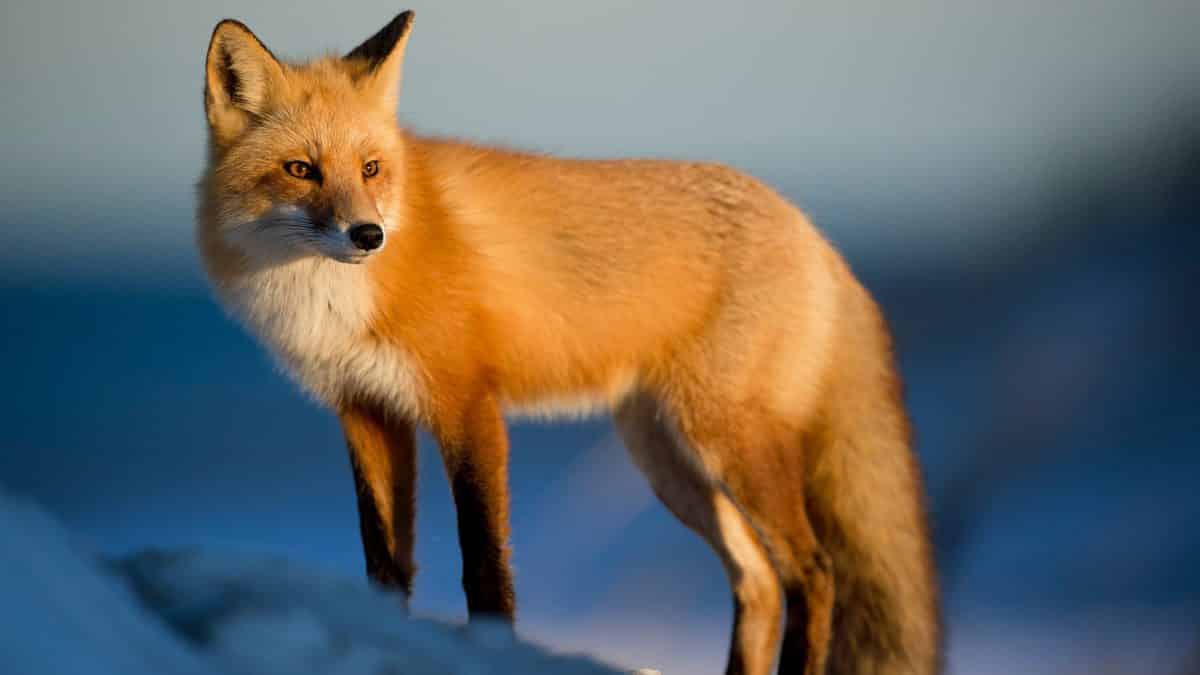 Ein Fuchs gehört in die Natur, nicht um einen Hals. Foto: Ray Hennessy / Unsplash
