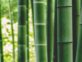 Bambus ist ein vielseitiges Material, Foto: zoo_monkey / Unsplash